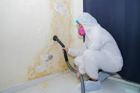 Best Attic Mold Removal  in Muenster, TX